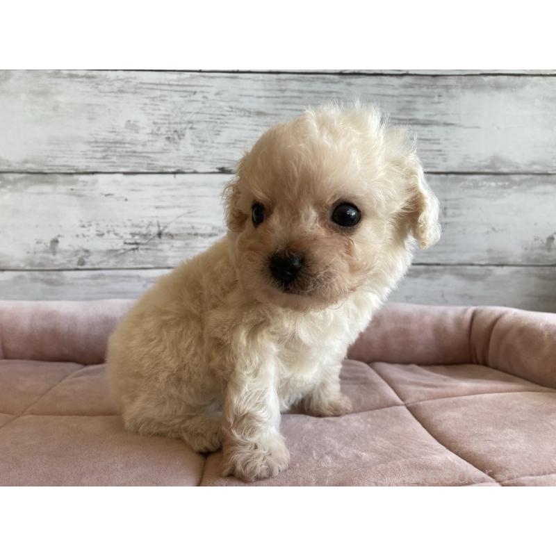 販売中の北海道のチワプー:チワワ×トイプードル-426341の6枚目