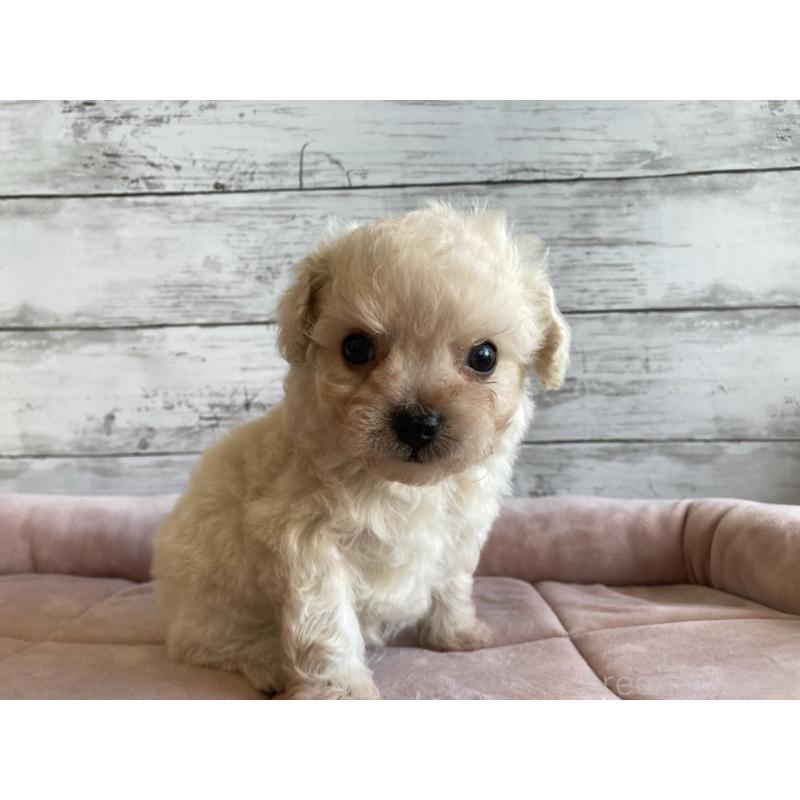 販売中の北海道のチワプー:チワワ×トイプードル-426341の4枚目