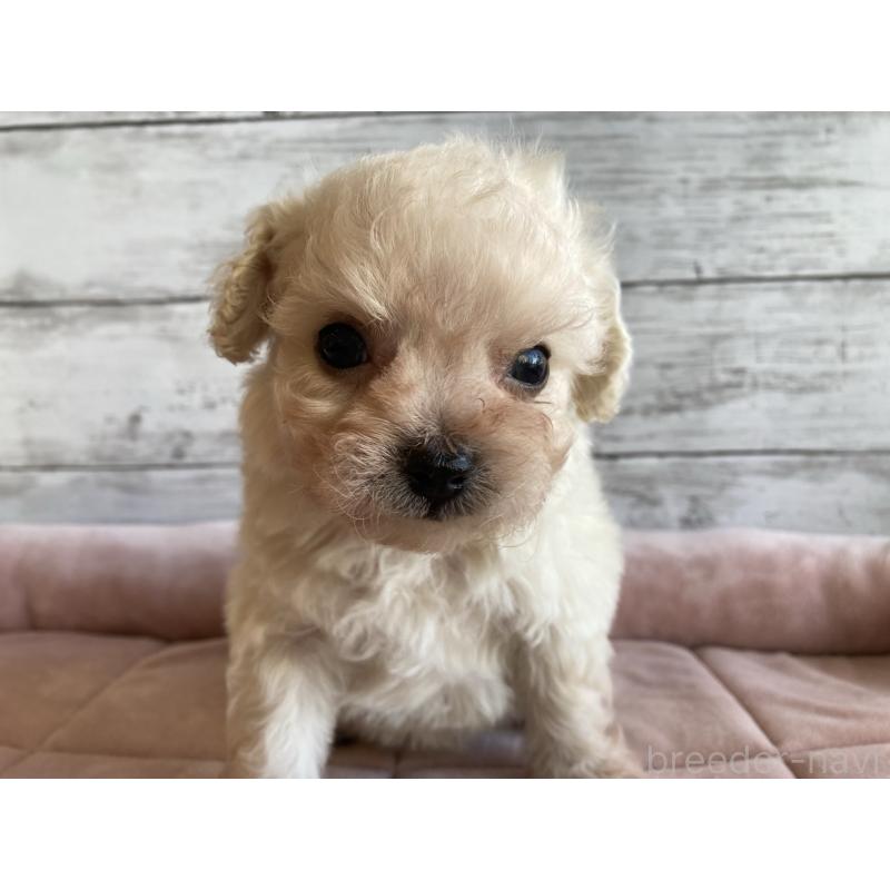 販売中の北海道のチワプー:チワワ×トイプードル-426341の3枚目