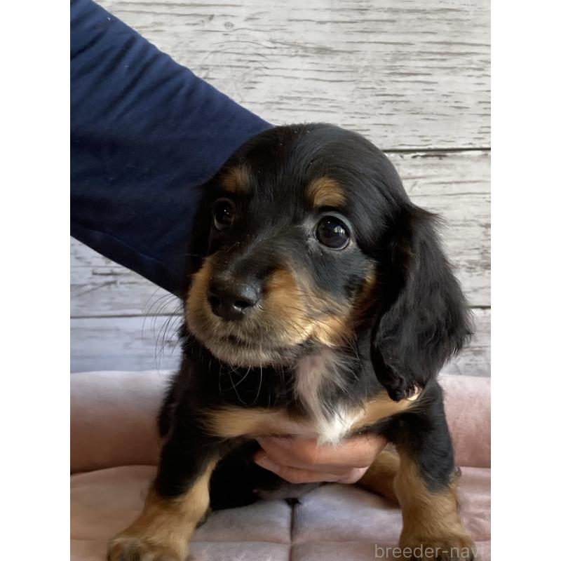 成約済の北海道のミニチュアダックスフンド(ロングヘアード)-423507の4枚目