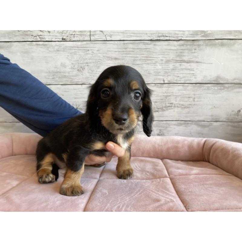 成約済の北海道のミニチュアダックスフンド(ロングヘアード)-423507の3枚目