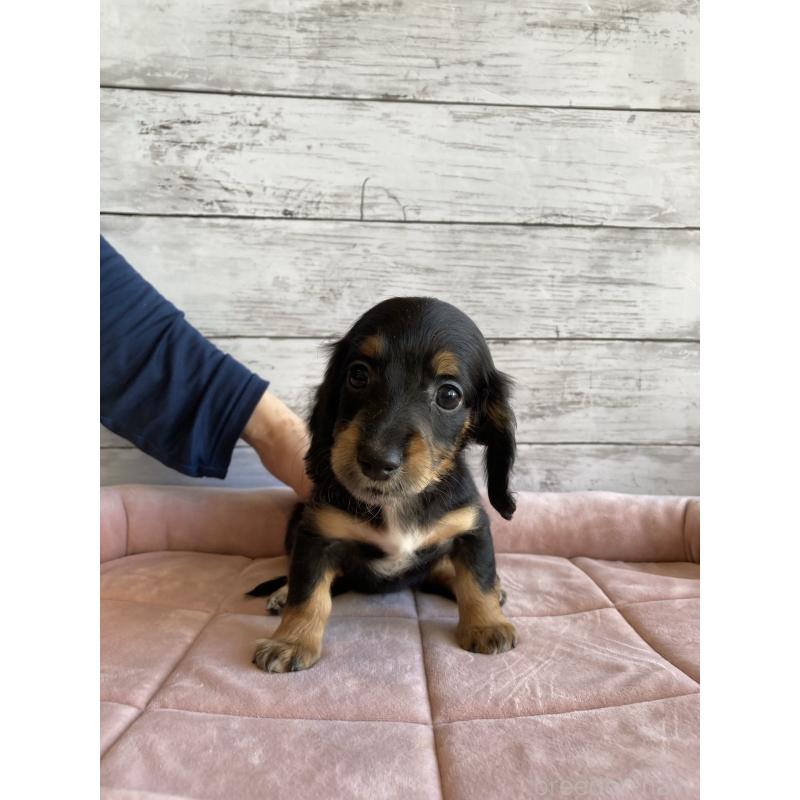 成約済の北海道のミニチュアダックスフンド(ロングヘアード)-423507の2枚目