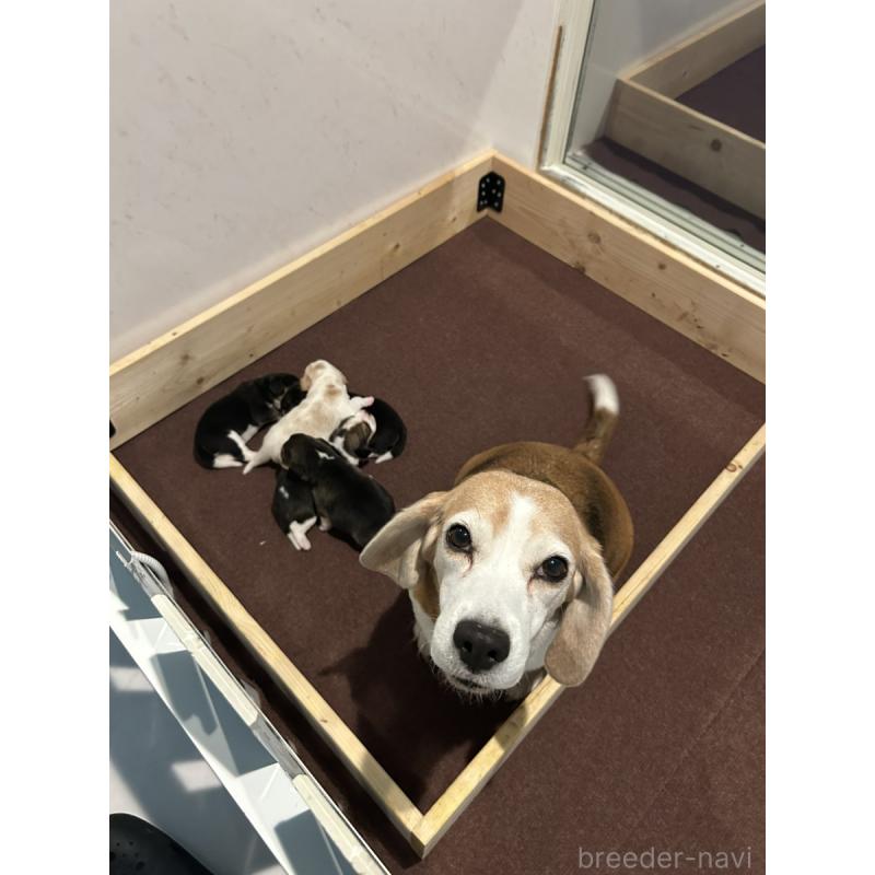 販売中の群馬県のビーグル-427731の4枚目