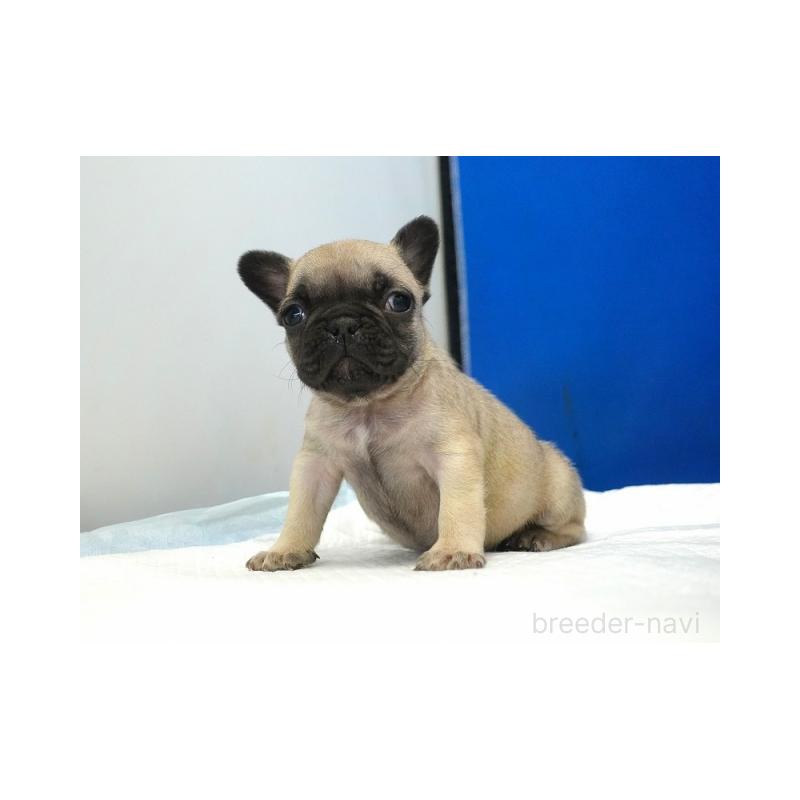 販売中の愛知県のフレンチブルドッグ-427734の5枚目