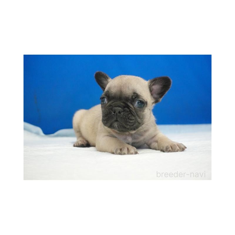 販売中の愛知県のフレンチブルドッグ-427734の3枚目