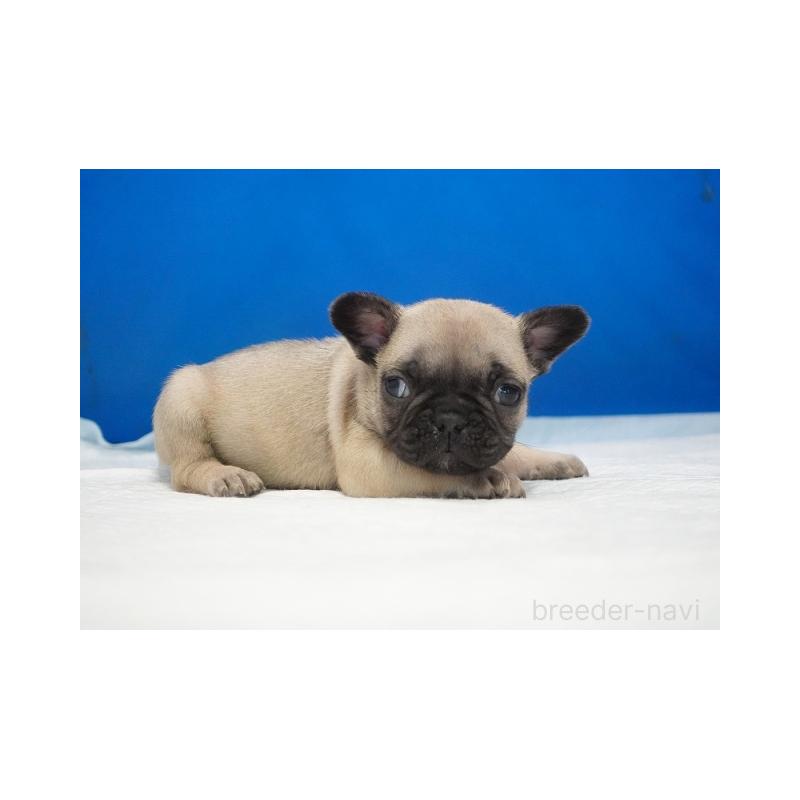 販売中の愛知県のフレンチブルドッグ-427734の2枚目