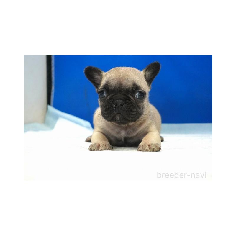販売中の愛知県のフレンチブルドッグ-427734の1枚目