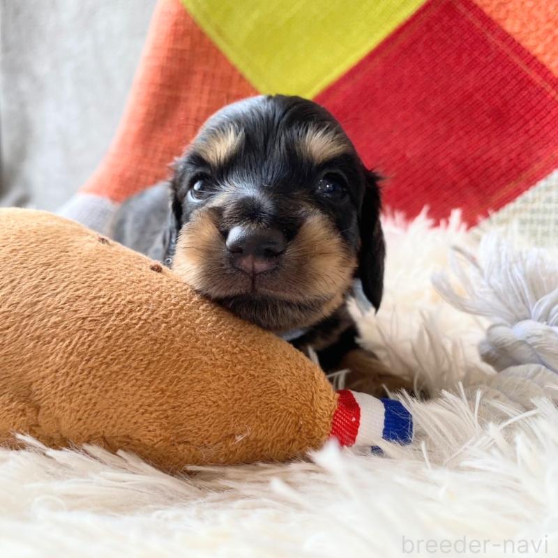 販売中の和歌山県のミニチュアダックスフンド(ロングヘアード)-427736