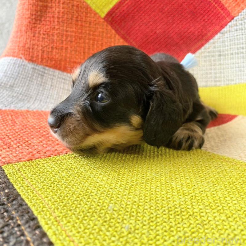 販売中の和歌山県のミニチュアダックスフンド(ロングヘアード)-427736の6枚目