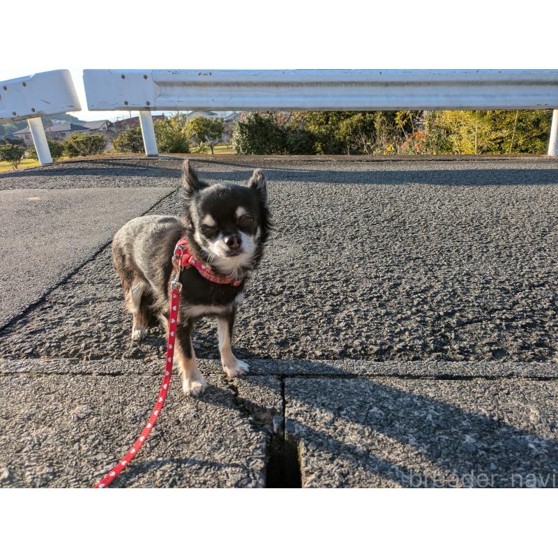 成約済の大分県のチワワ(ロングコート)-417896の5枚目