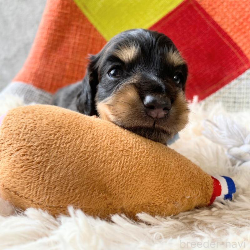 販売中の和歌山県のミニチュアダックスフンド(ロングヘアード)-427736の4枚目