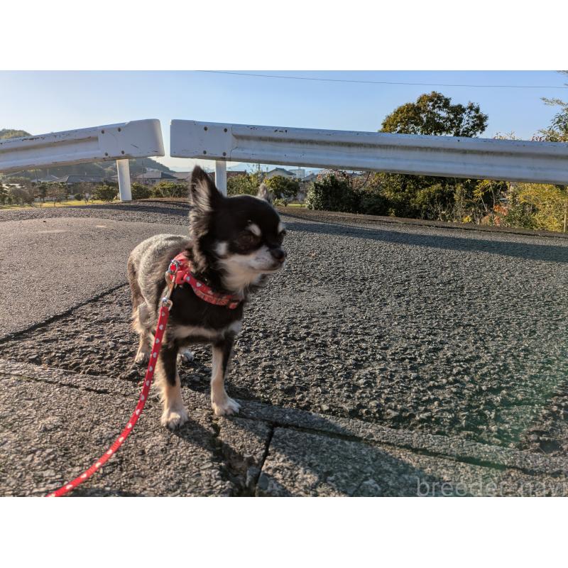 成約済の大分県のチワワ(ロングコート)-417896の4枚目