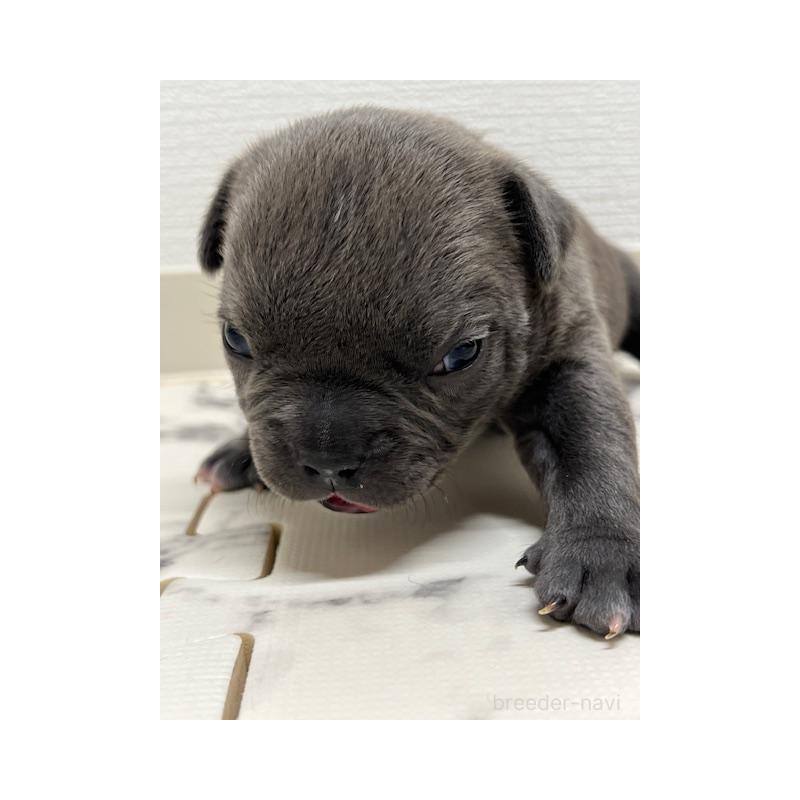 成約済の大阪府のアメリカンブリー-426677の10枚目