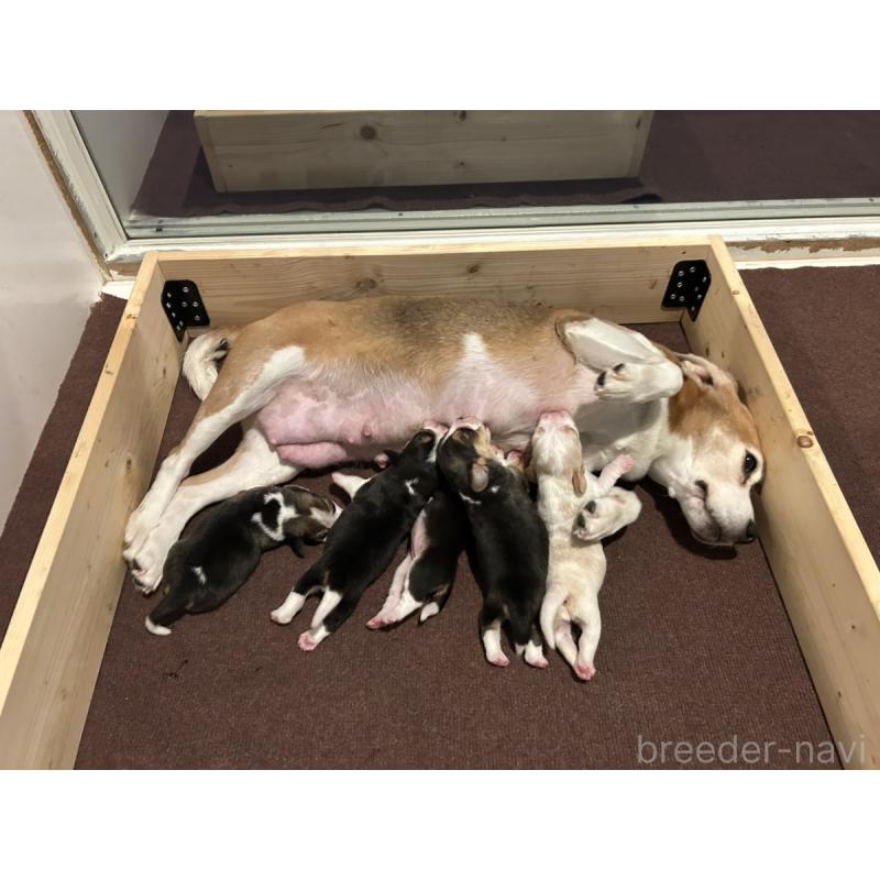 販売中の群馬県のビーグル-427735の2枚目