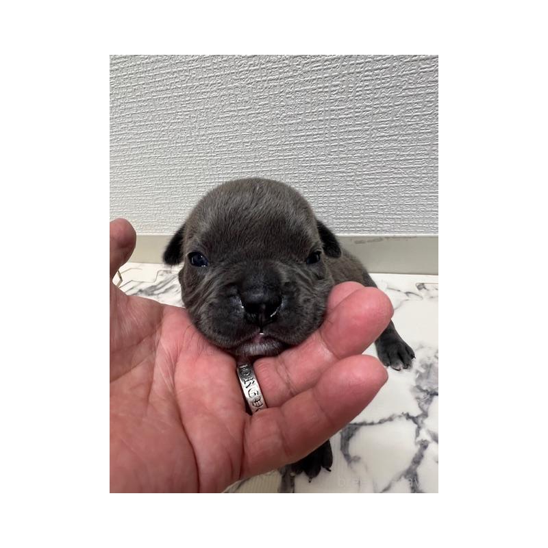 成約済の大阪府のアメリカンブリー-426677の9枚目