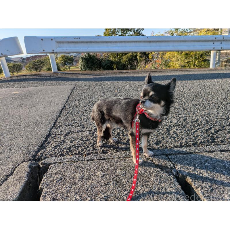 成約済の大分県のチワワ(ロングコート)-417896の3枚目