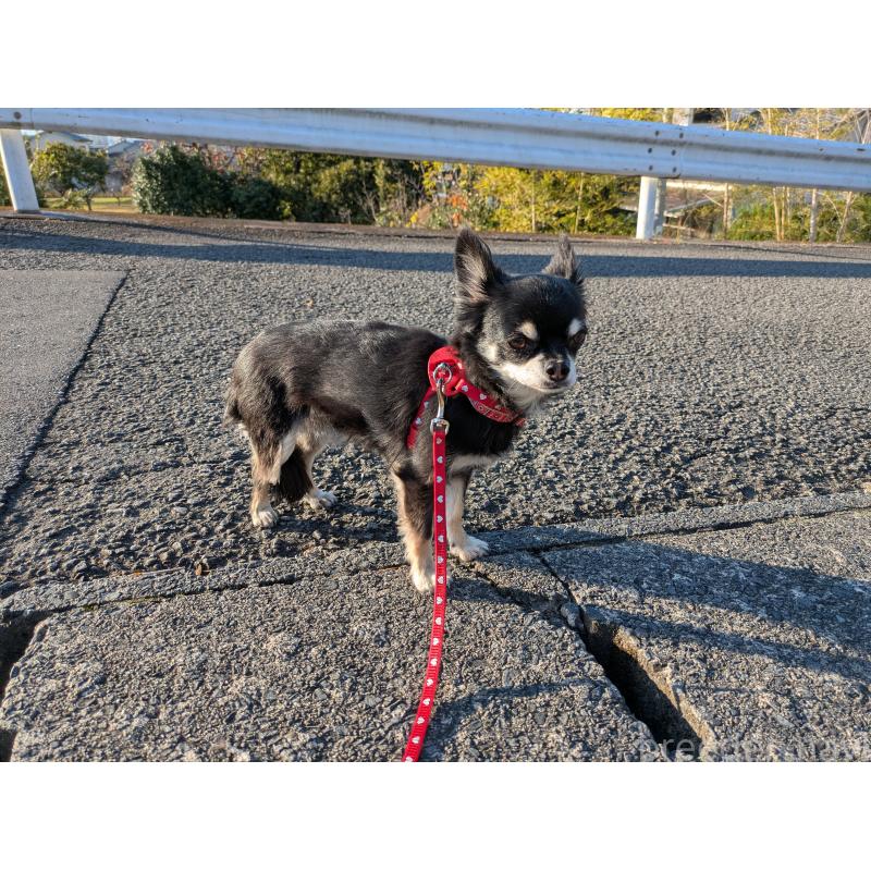 成約済の大分県のチワワ(ロングコート)-417896の2枚目