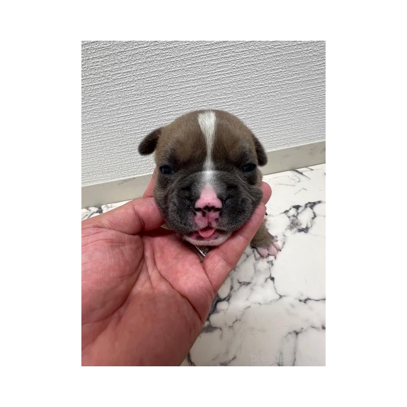 販売中の大阪府のアメリカンブリー-426675の18枚目