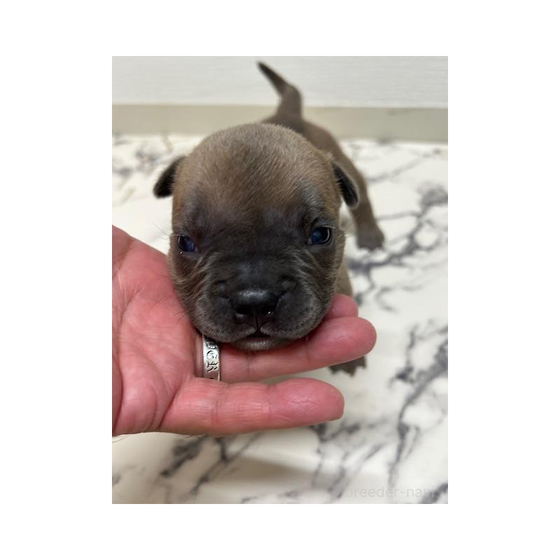 成約済の大阪府のアメリカンブリー-426676の13枚目