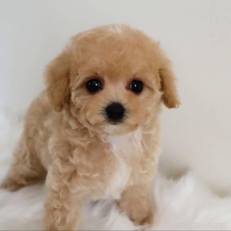 販売中の岡山県のマルプー:マルチーズ×トイプードル-427737の5枚目