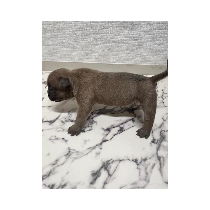 成約済の大阪府のアメリカンブリー-426676の11枚目