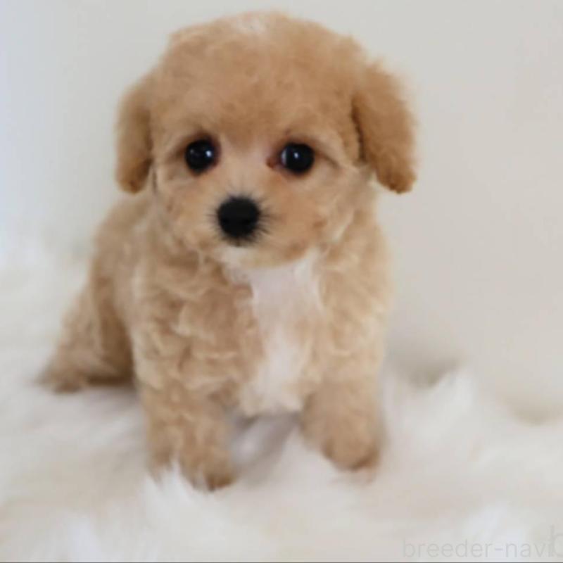 販売中の岡山県のマルプー:マルチーズ×トイプードル-427737の4枚目