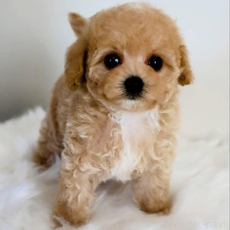 販売中の岡山県のマルプー:マルチーズ×トイプードル-427737の1枚目