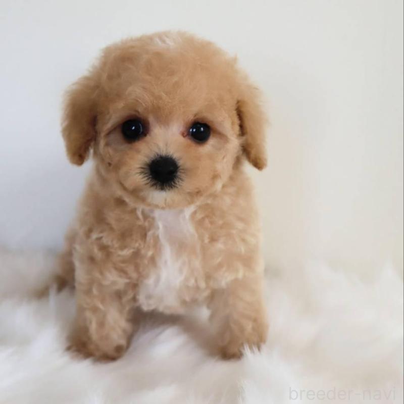 販売中の岡山県のマルプー:マルチーズ×トイプードル-427737の3枚目