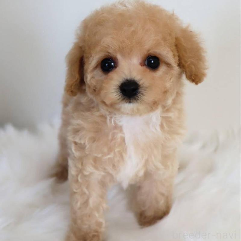 販売中の岡山県のマルプー:マルチーズ×トイプードル-427737の2枚目