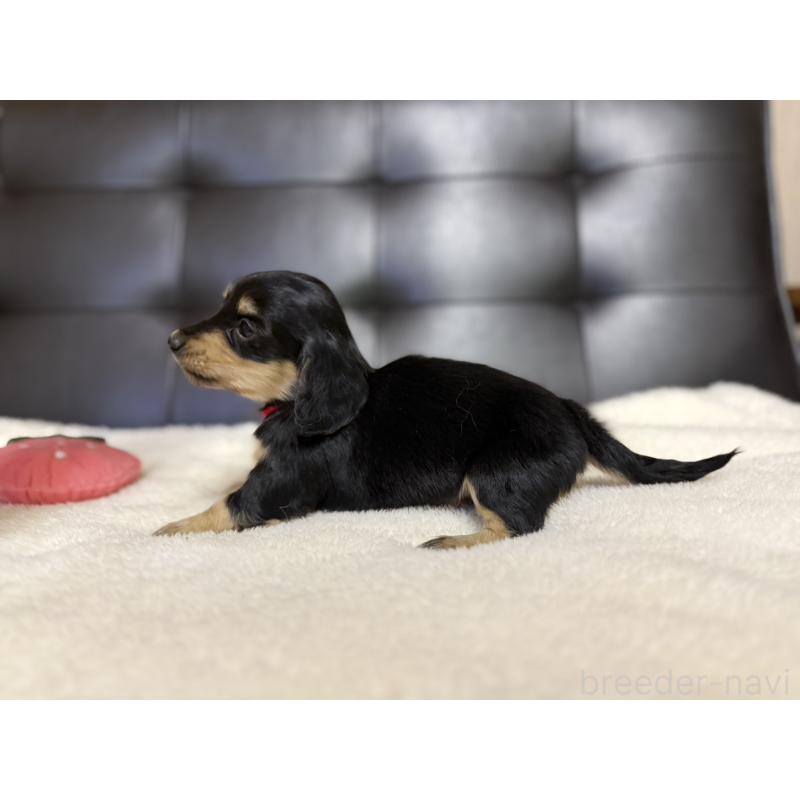 販売中の愛知県のミニチュアダックスフンド(ロングヘアード)-427738の8枚目