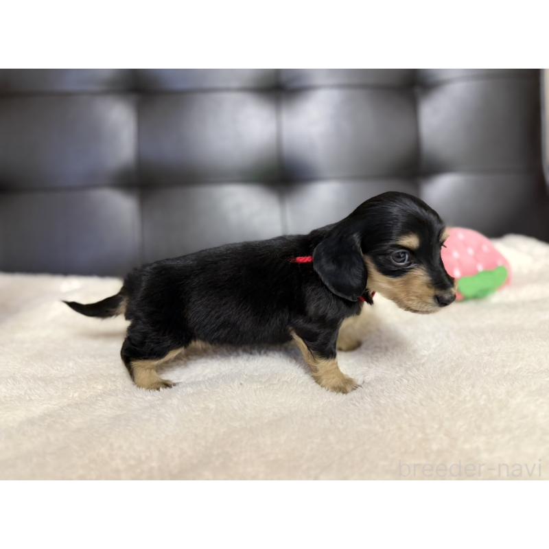 販売中の愛知県のミニチュアダックスフンド(ロングヘアード)-427738の6枚目