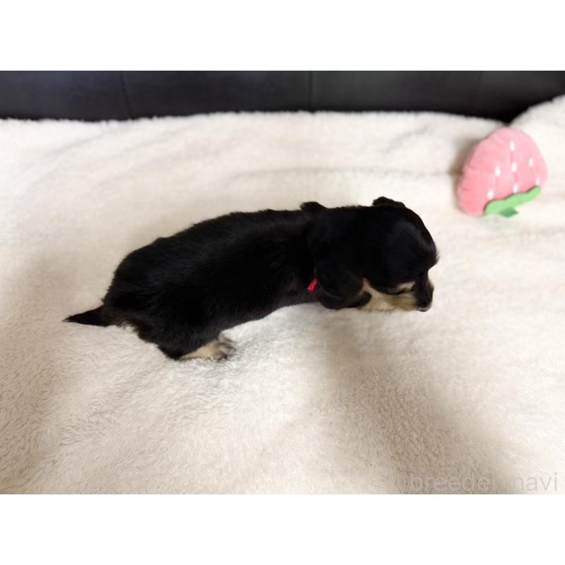 販売中の愛知県のミニチュアダックスフンド(ロングヘアード)-427738の5枚目