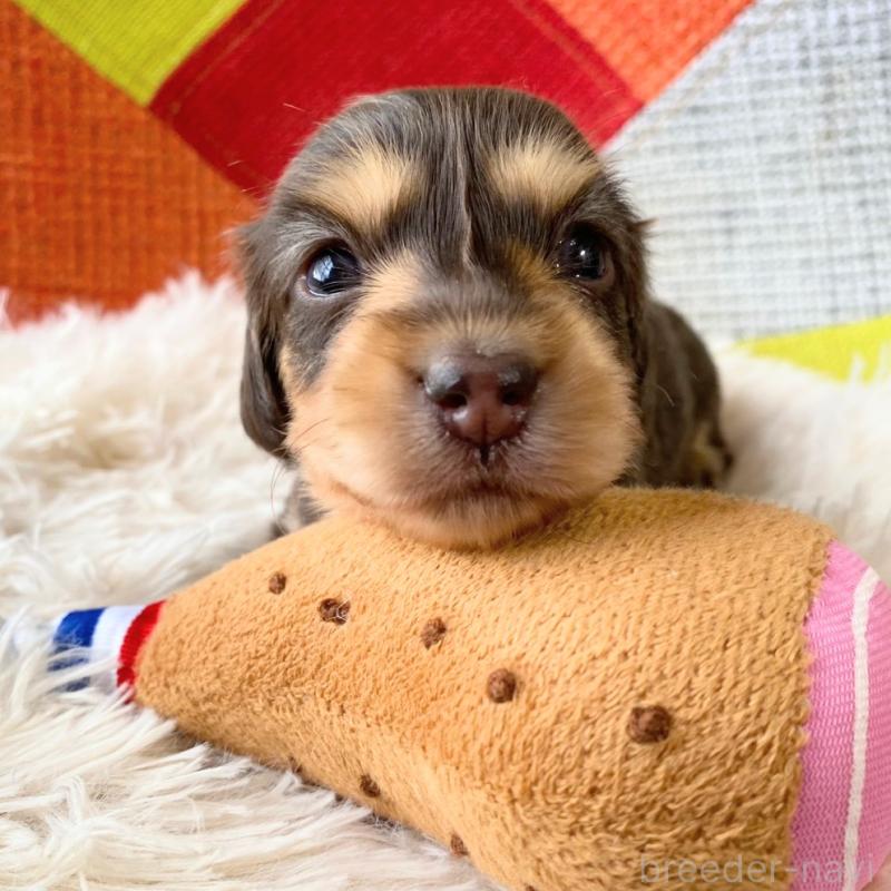 販売中の和歌山県のミニチュアダックスフンド(ロングヘアード)-427740