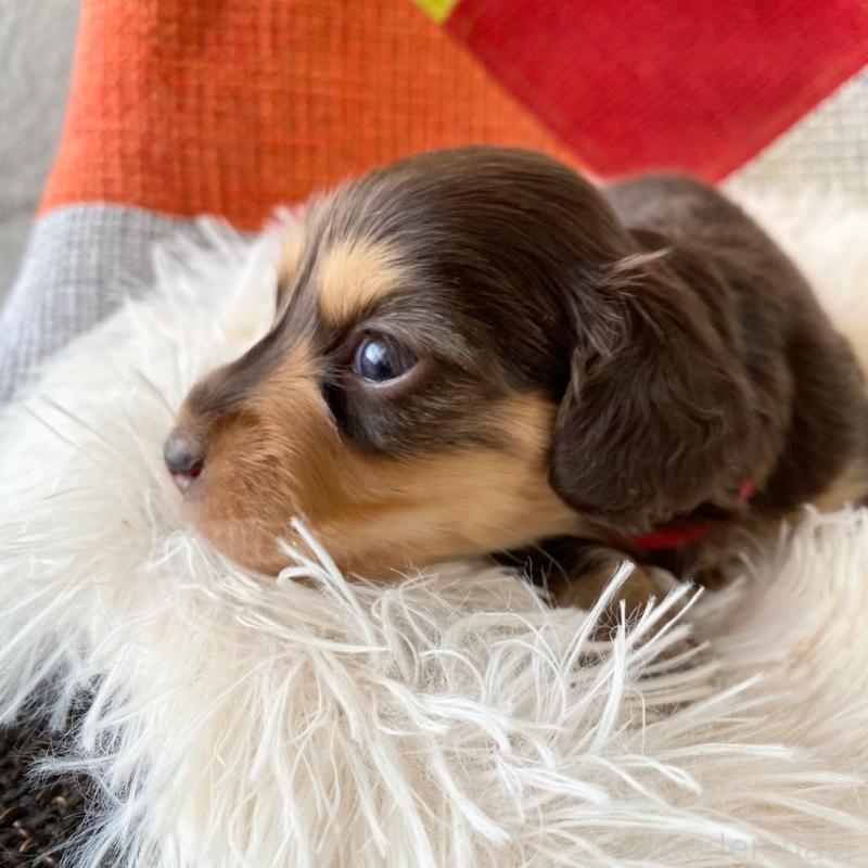 販売中の和歌山県のミニチュアダックスフンド(ロングヘアード)-427740の8枚目