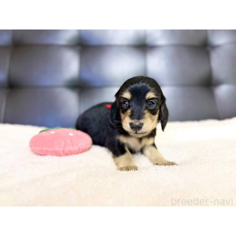 販売中の愛知県のミニチュアダックスフンド(ロングヘアード)-427738の4枚目