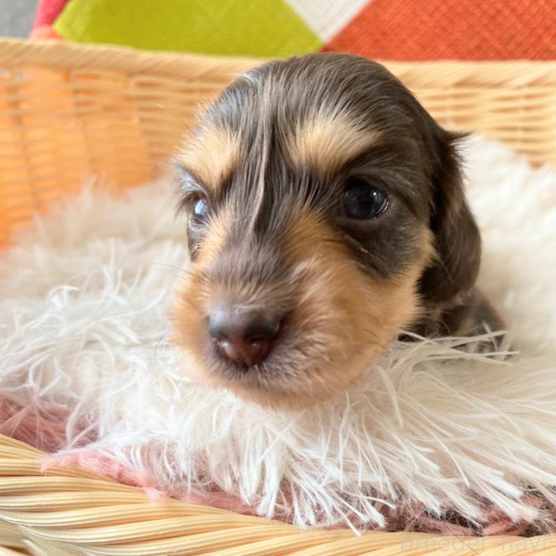 販売中の和歌山県のミニチュアダックスフンド(ロングヘアード)-427740の9枚目