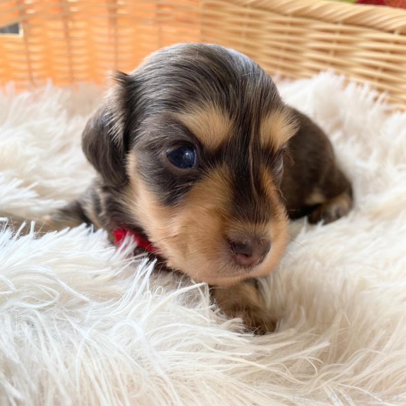 販売中の和歌山県のミニチュアダックスフンド(ロングヘアード)-427740の7枚目