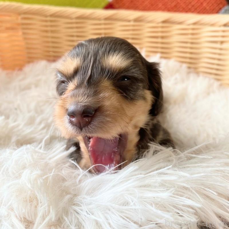 販売中の和歌山県のミニチュアダックスフンド(ロングヘアード)-427740の6枚目