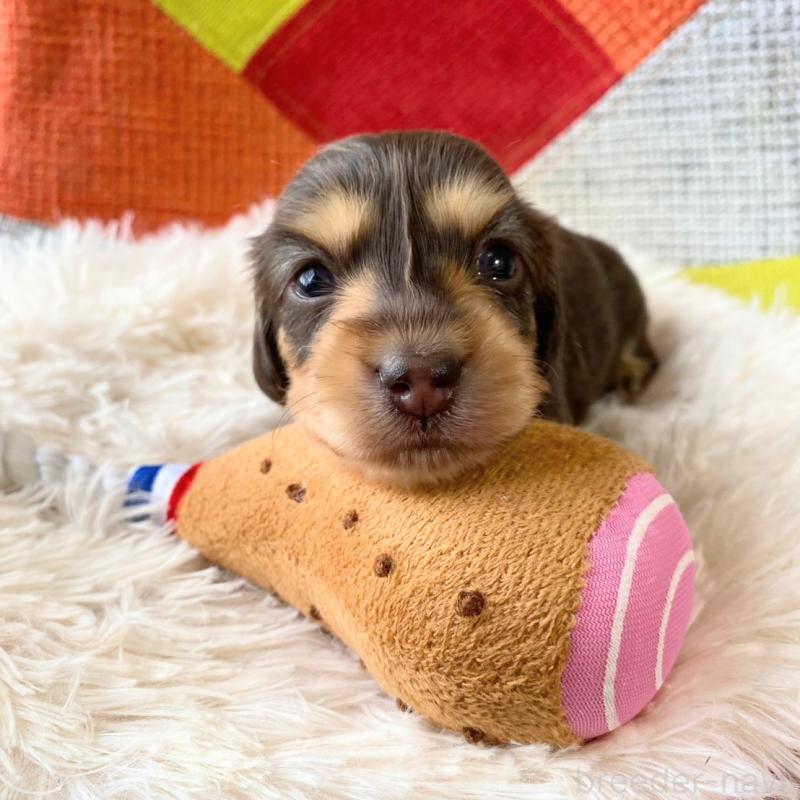 販売中の和歌山県のミニチュアダックスフンド(ロングヘアード)-427740の5枚目