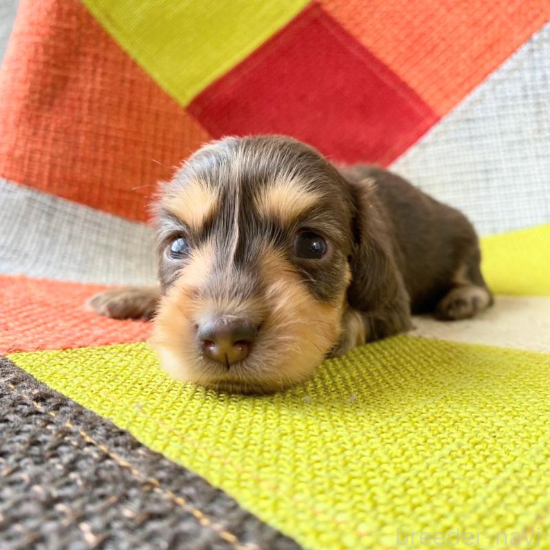 販売中の和歌山県のミニチュアダックスフンド(ロングヘアード)-427740の4枚目