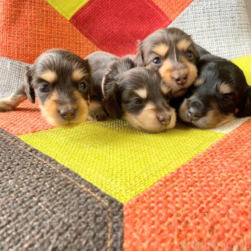 販売中の和歌山県のミニチュアダックスフンド(ロングヘアード)-427740の3枚目