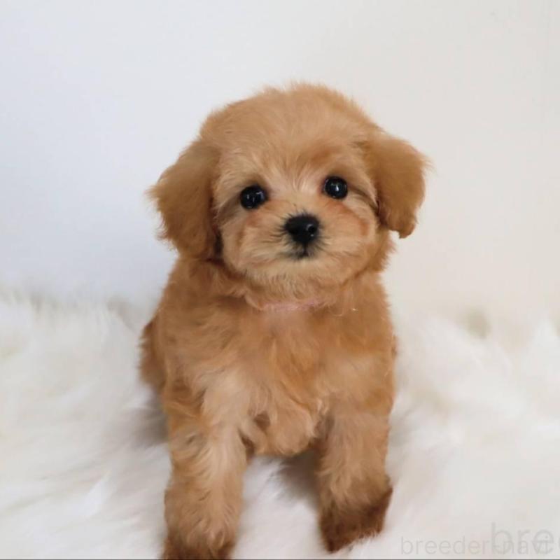 販売中の岡山県のマルプー:マルチーズ×トイプードル-427739の7枚目