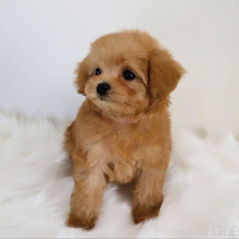 販売中の岡山県のマルプー:マルチーズ×トイプードル-427739の6枚目