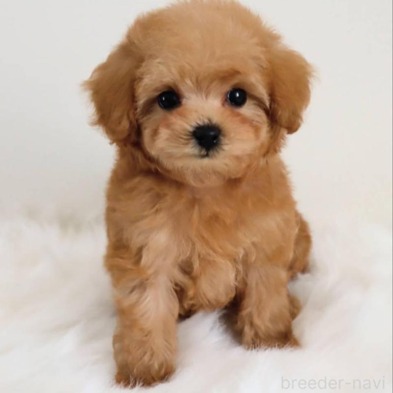 販売中の岡山県のマルプー:マルチーズ×トイプードル-427739