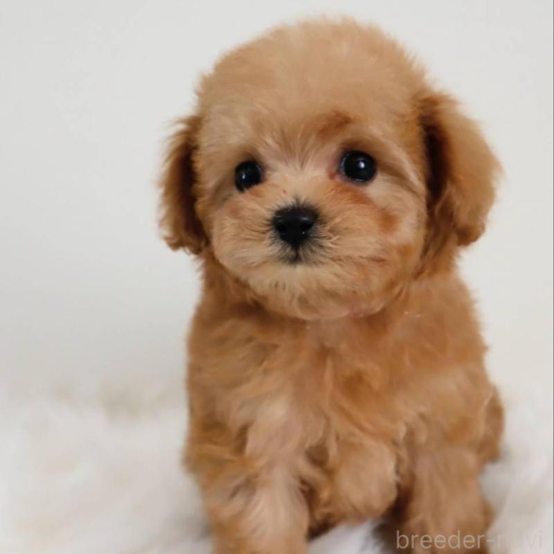 販売中の岡山県のマルプー:マルチーズ×トイプードル-427739の5枚目