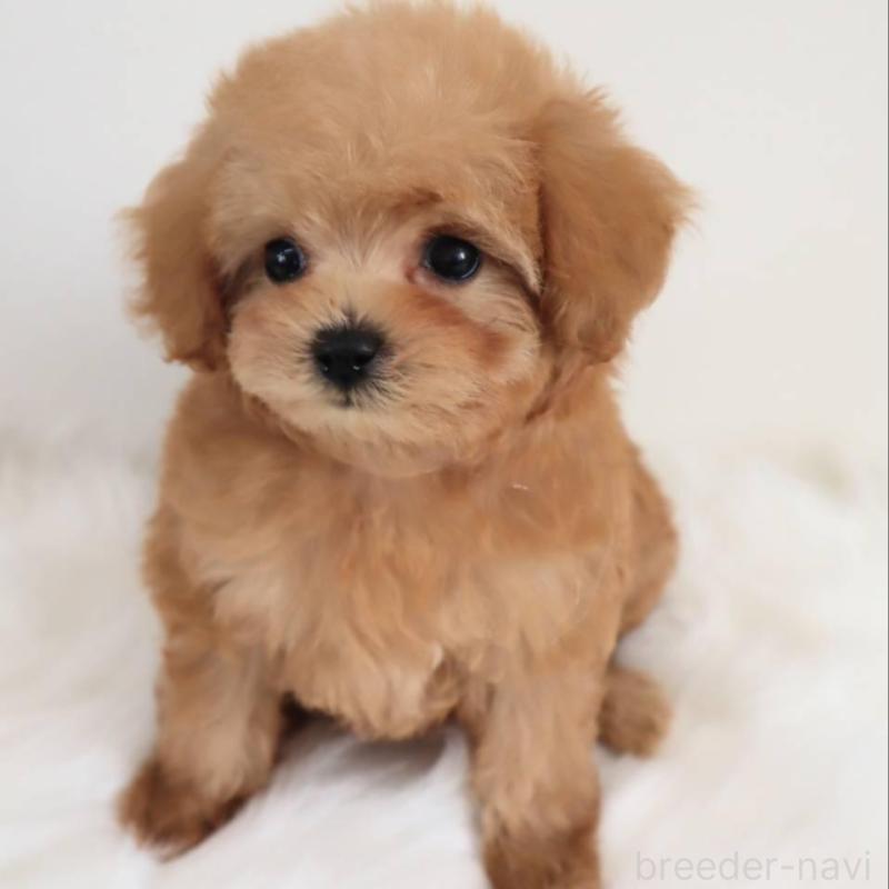 販売中の岡山県のマルプー:マルチーズ×トイプードル-427739の4枚目