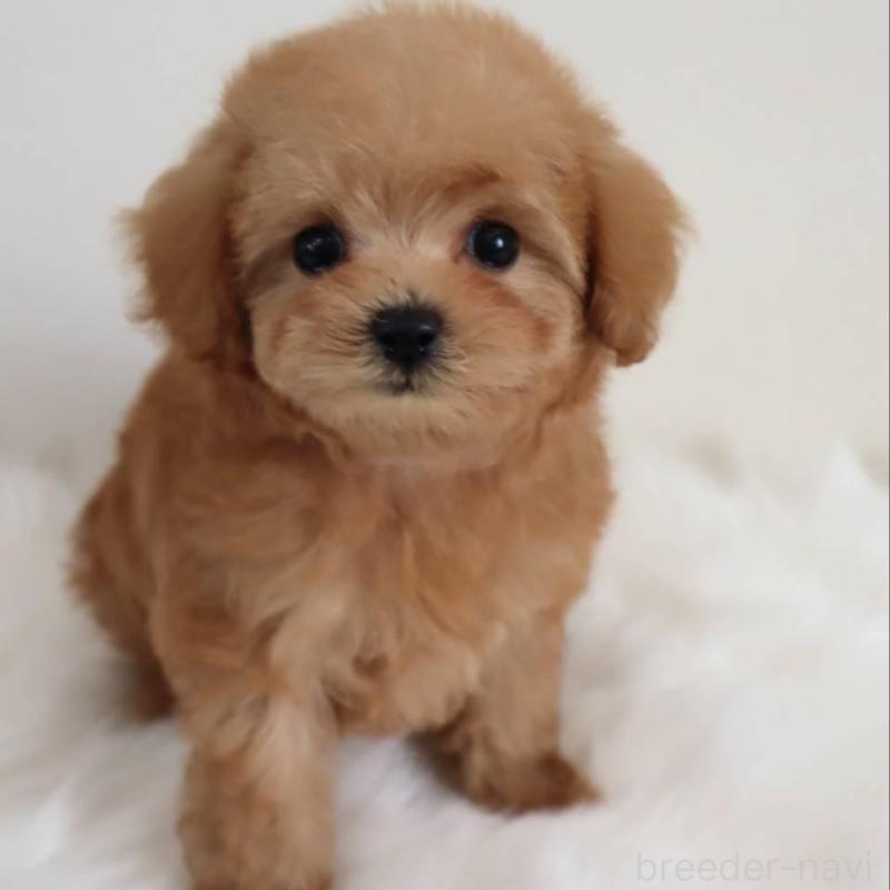 販売中の岡山県のマルプー:マルチーズ×トイプードル-427739の3枚目