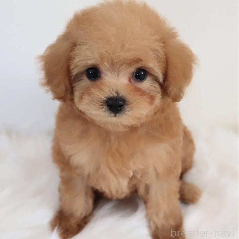 販売中の岡山県のマルプー:マルチーズ×トイプードル-427739の2枚目