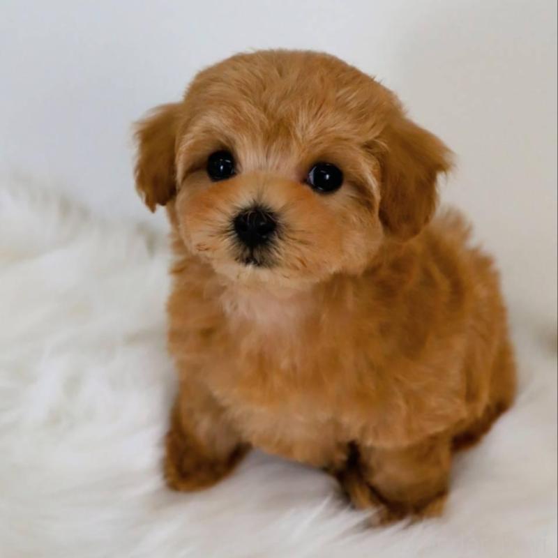 販売中の岡山県のマルプー:マルチーズ×トイプードル-427741