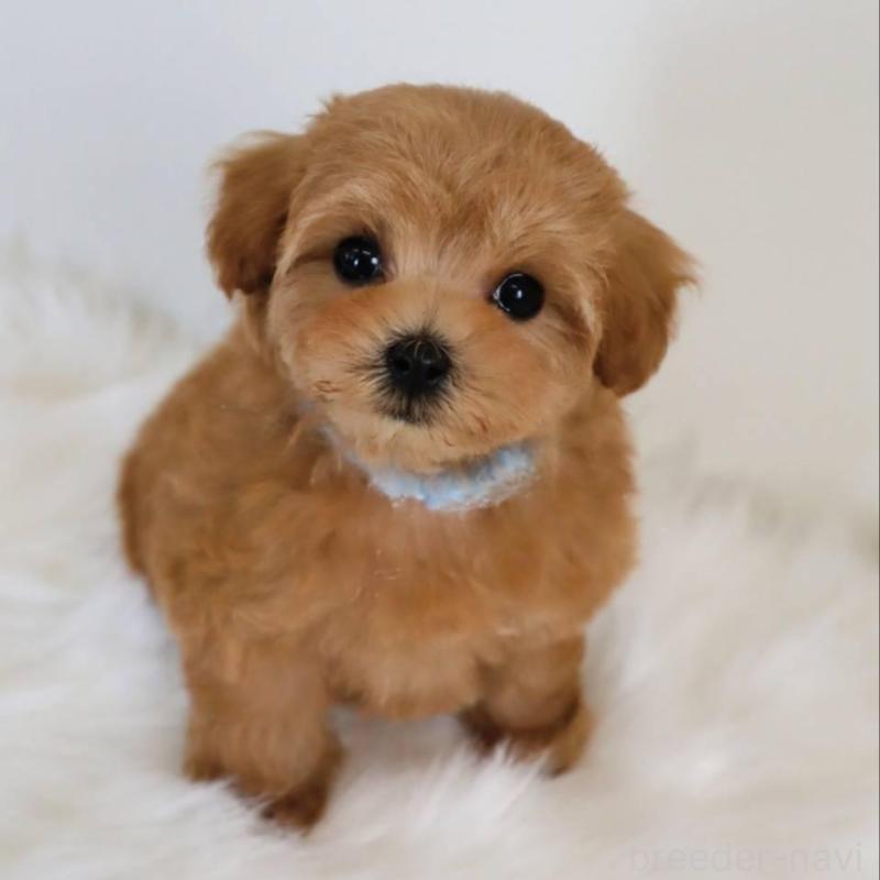 販売中の岡山県のマルプー:マルチーズ×トイプードル-427741の4枚目